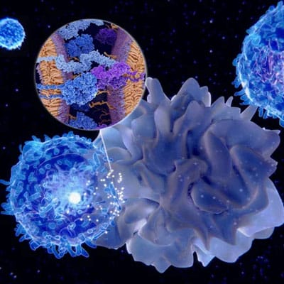 Illustration of immune cells interacting, with a close-up inset showing molecular structures on the cell surface against a dark background.